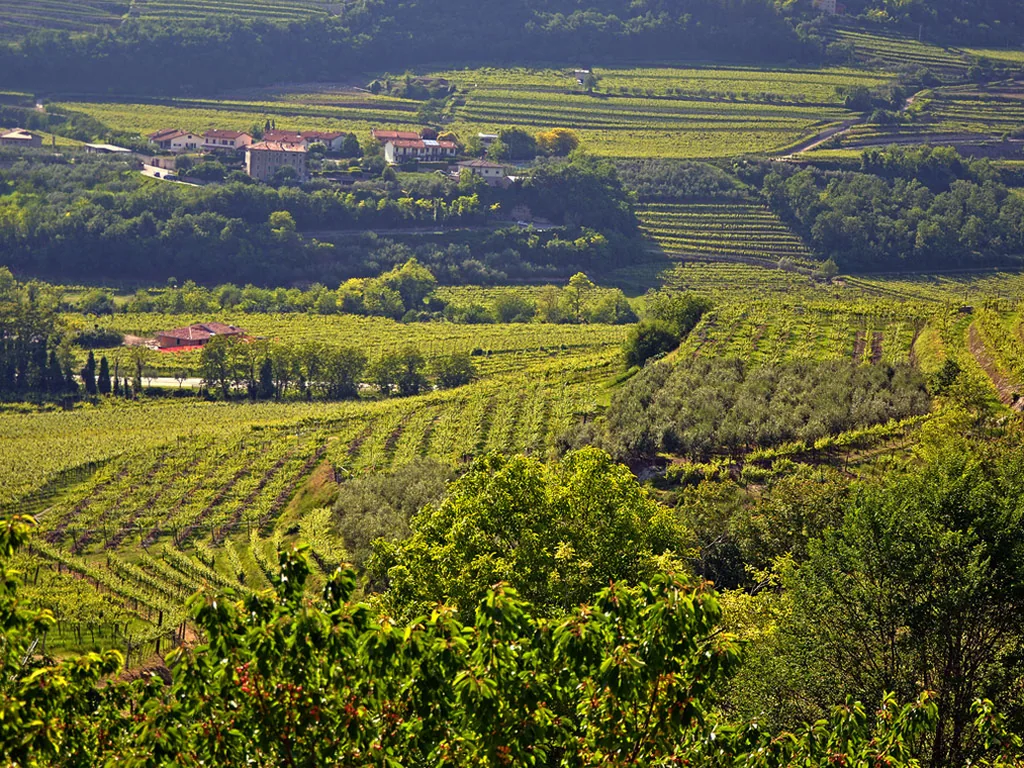 I vigneti della Valpolicella con una cantina storica sullo sfondo