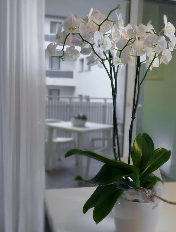 Two-Bedroom Apartment (4 Adults) — Appartamenti Aurora