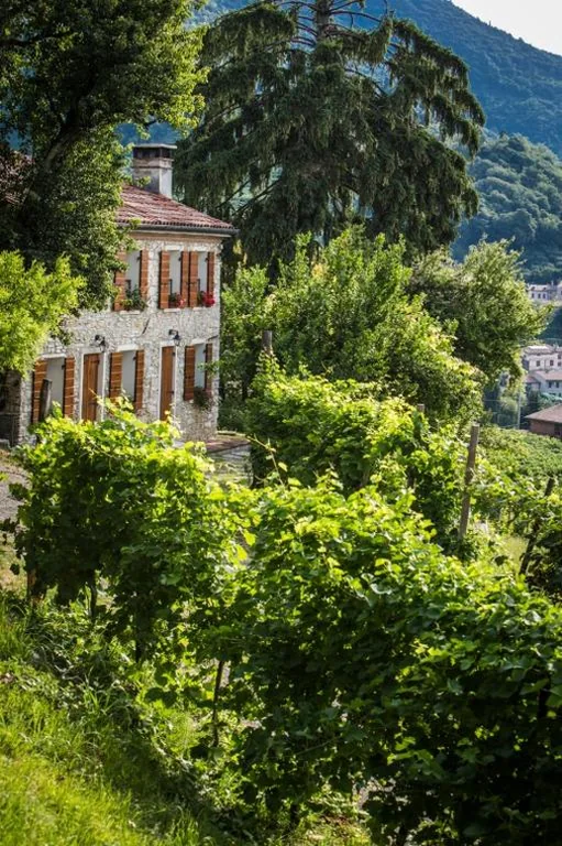 Vite in Rosa La Casetta